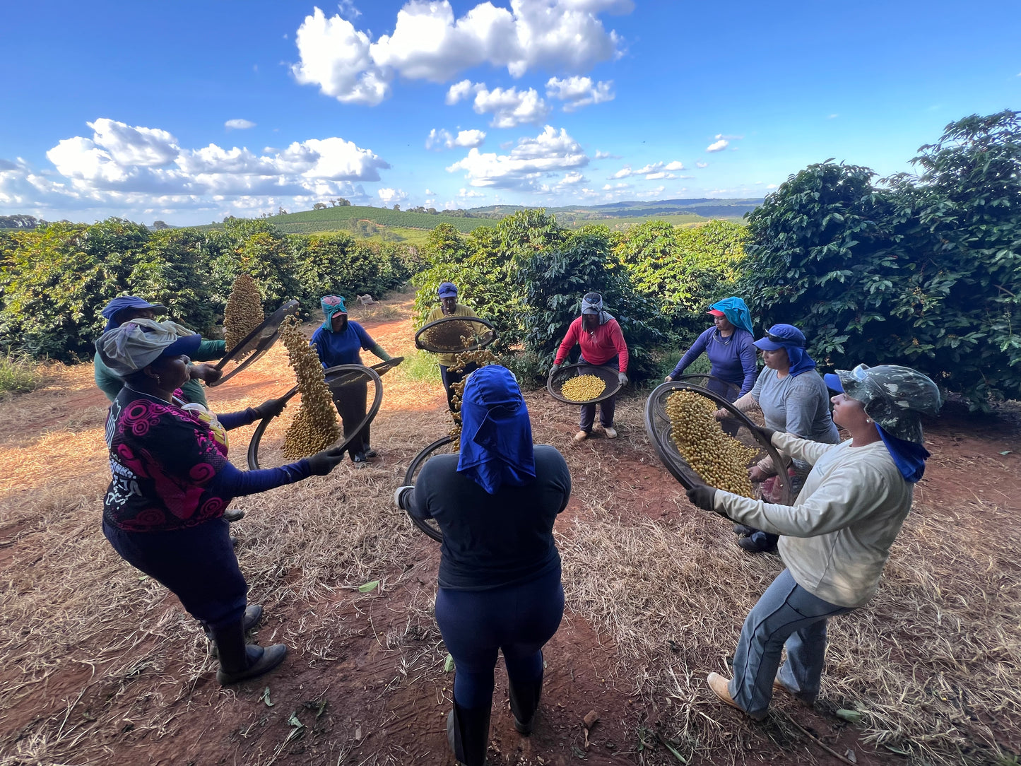 グアリロバ農園でコーヒー豆を選別する農園スタッフ - ブラジル産スペシャルティコーヒーの品質管理